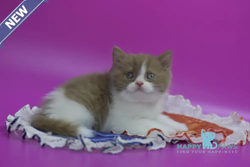 Quartz British Shorthair male cinnamon bicolour live animals
