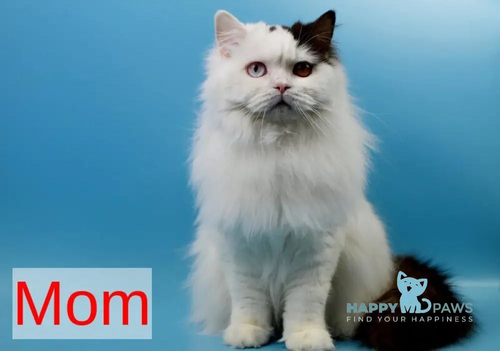 Quartz British Shorthair male cinnamon bicolour live animals