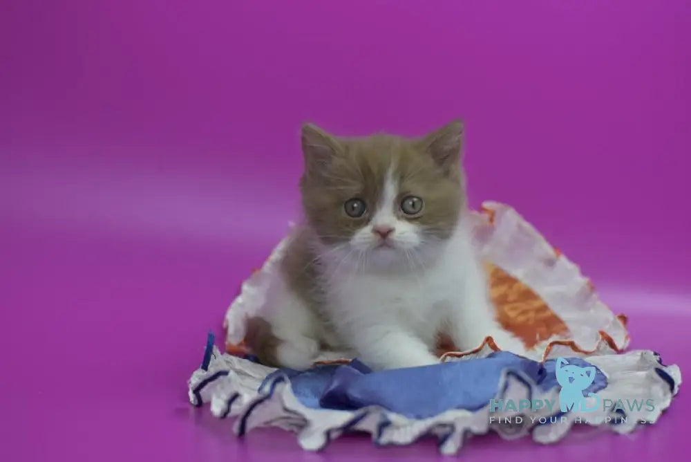 Quartz British Shorthair male cinnamon bicolour live animals