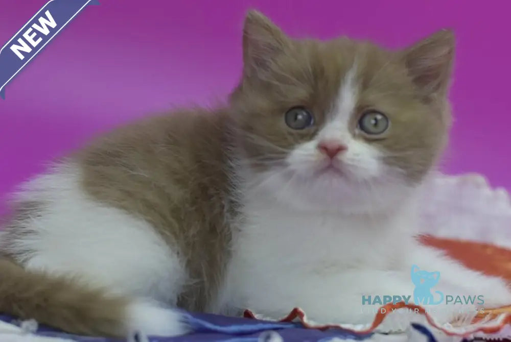 Quartz British Shorthair male cinnamon bicolour live animals
