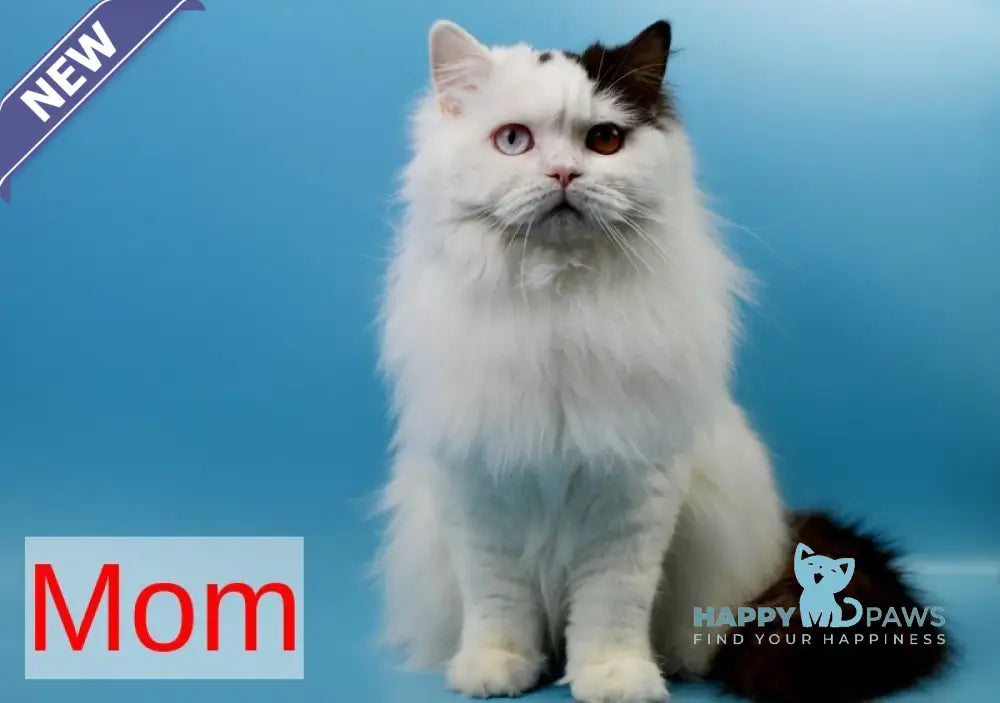 Quartz British Shorthair male cinnamon bicolour live animals
