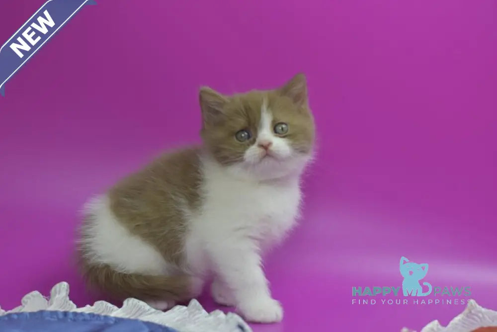 Quartz British Shorthair male cinnamon bicolour live animals