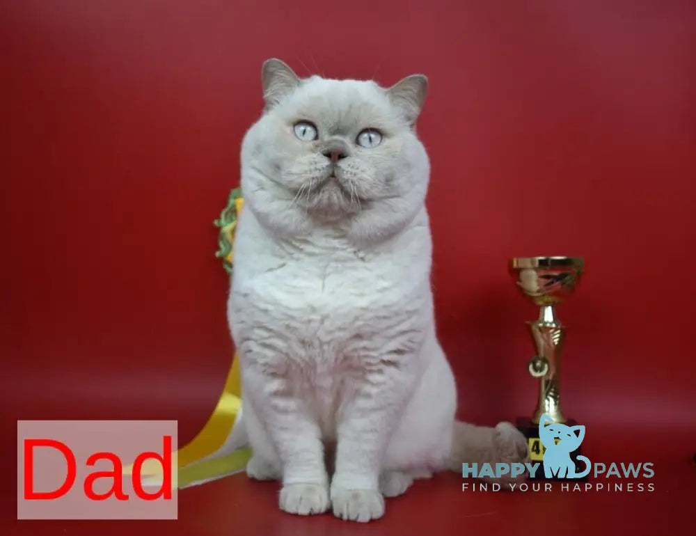 Quartz British Shorthair male cinnamon bicolour live animals