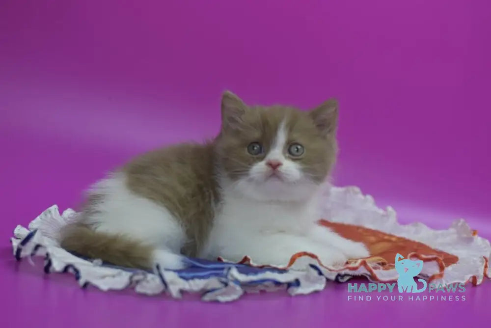 Quartz British Shorthair male cinnamon bicolour live animals