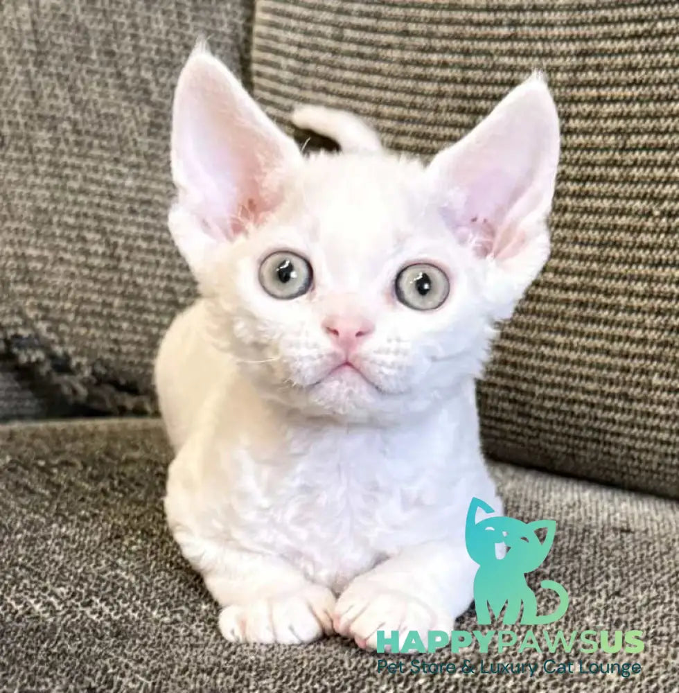 Quartz Devon Rex male white - live animals
