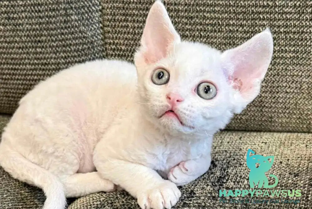 Quartz Devon Rex male white - live animals