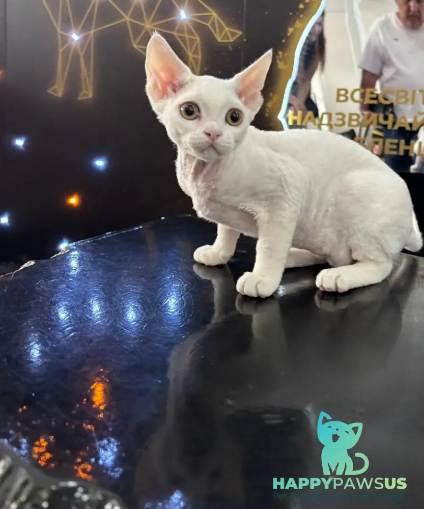 Quartz Devon Rex male white - live animals