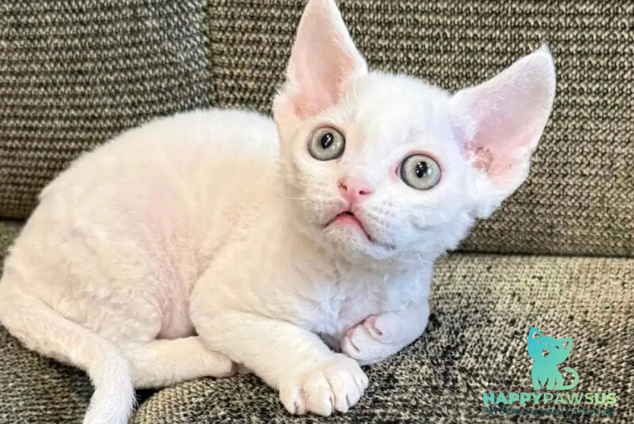 Quartz Devon Rex male white - live animals