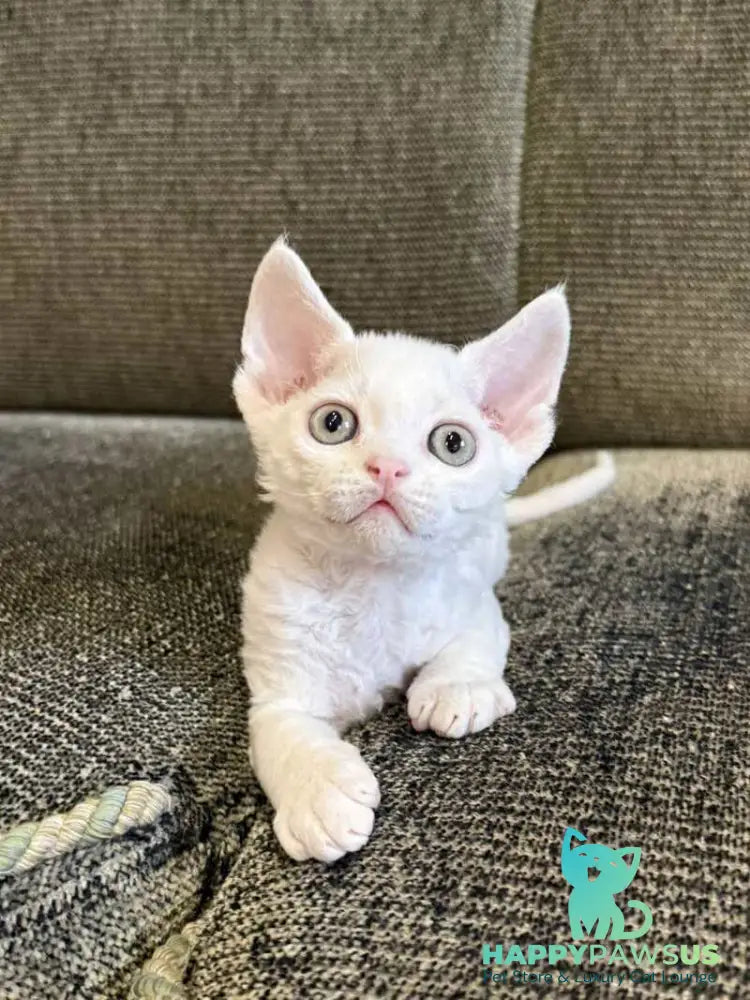 Quartz Devon Rex male white - live animals
