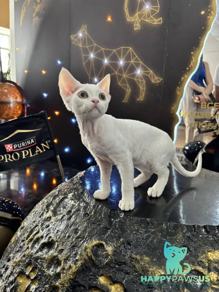 Quartz Devon Rex male white - live animals