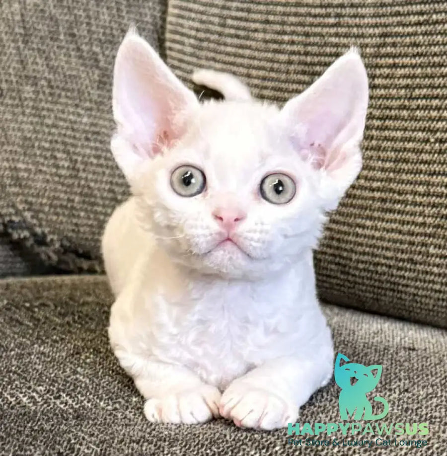 Quartz Devon Rex male white - live animals