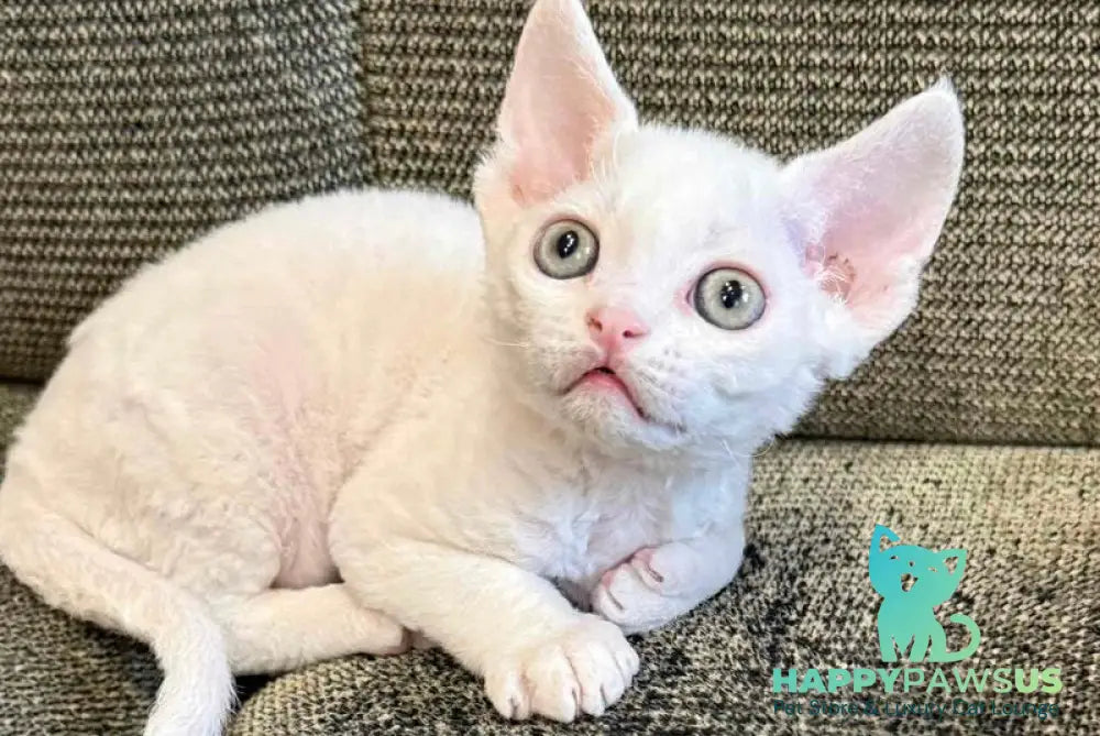 Quartz Devon Rex male white - live animals