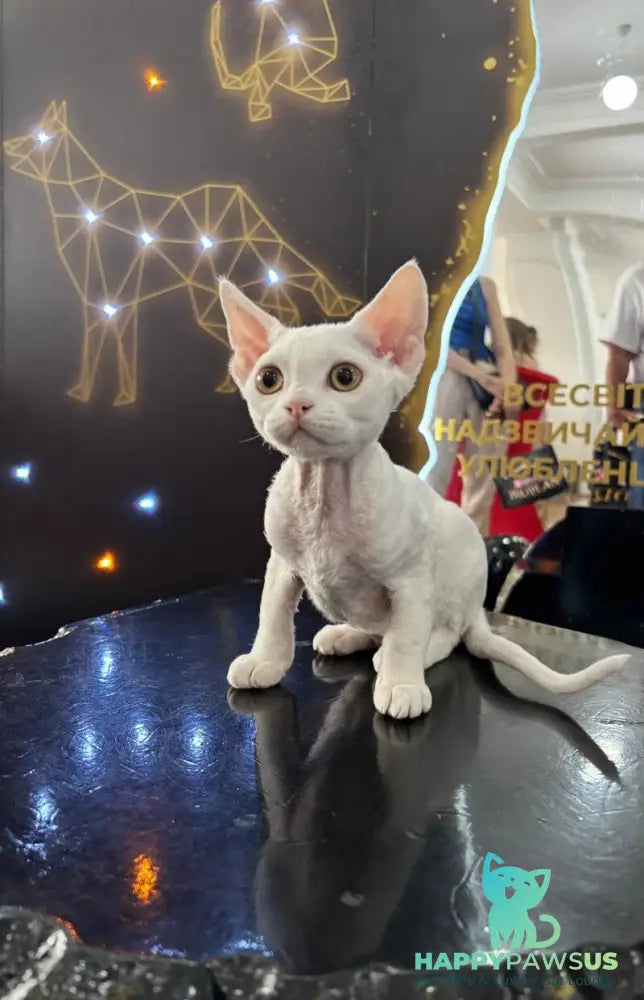 Quartz Devon Rex male white - live animals