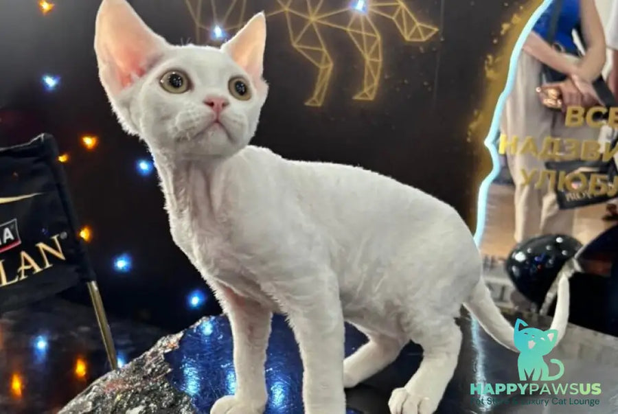 Quartz Devon Rex male white - live animals
