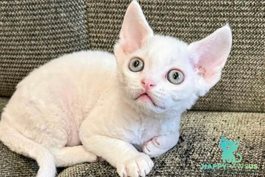 Quartz Devon Rex male white - live animals
