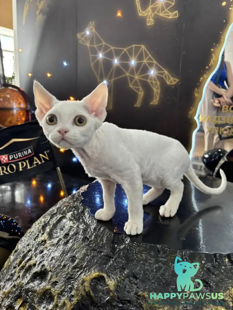 Quartz Devon Rex male white - live animals