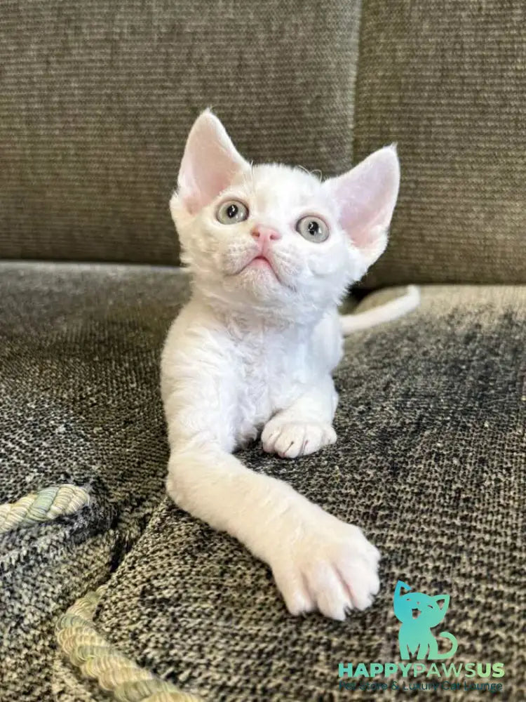 Quartz Devon Rex male white - live animals