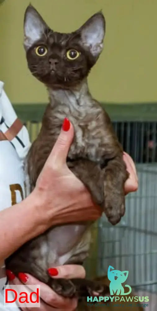 Quartz Devon Rex male white - live animals