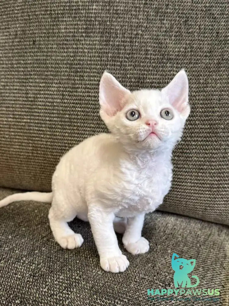 Quartz Devon Rex male white - live animals