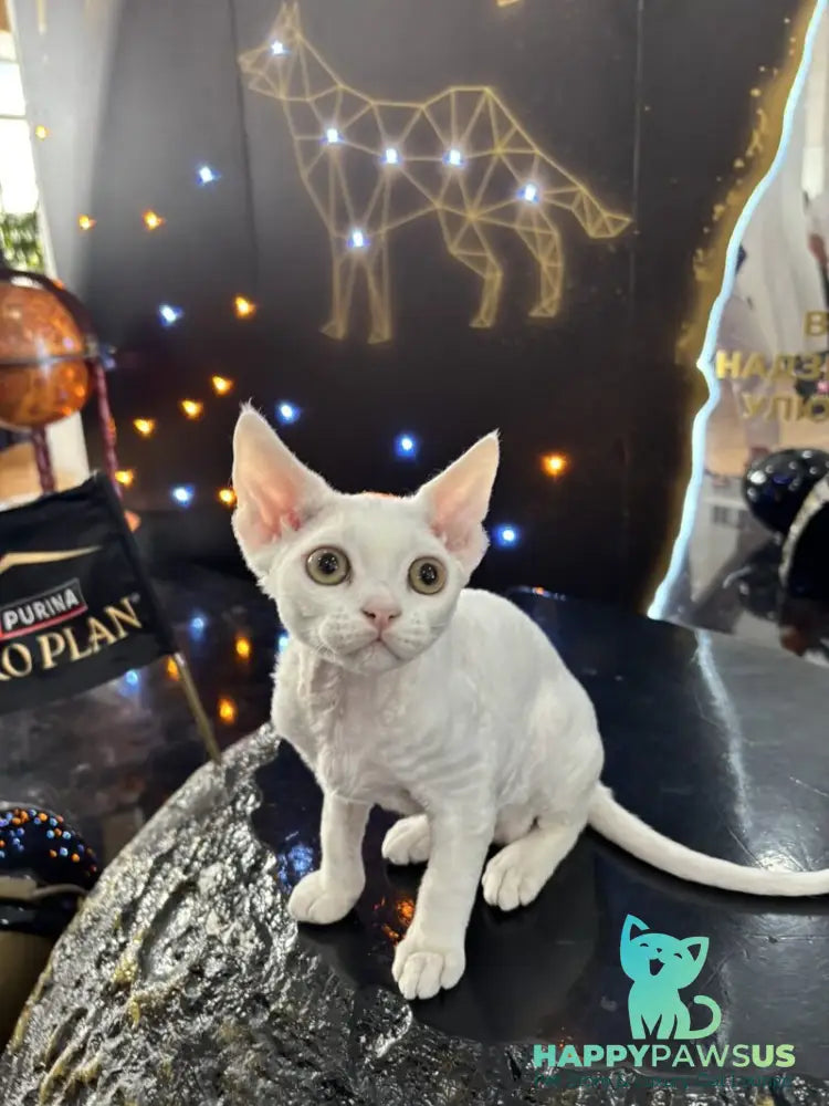 Quartz Devon Rex male white - live animals