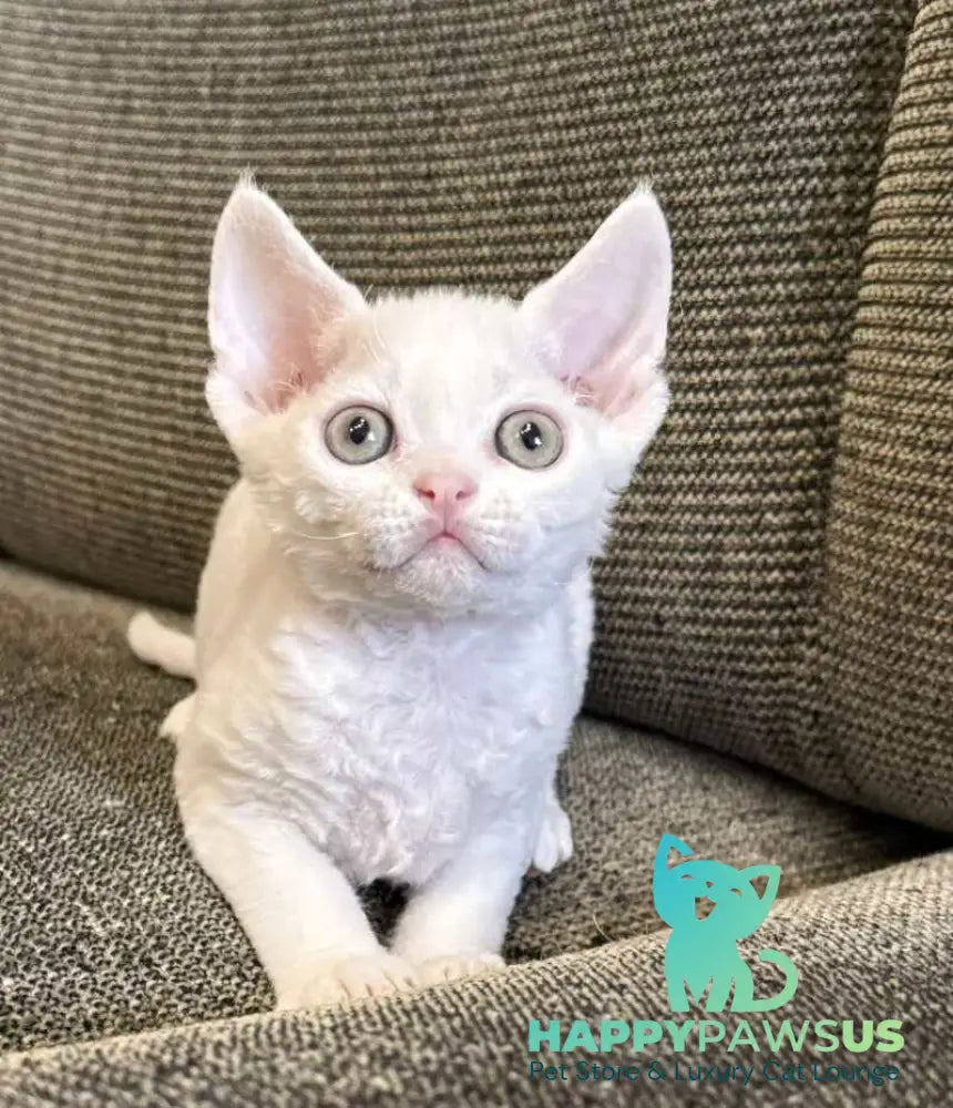 Quartz Devon Rex male white - live animals
