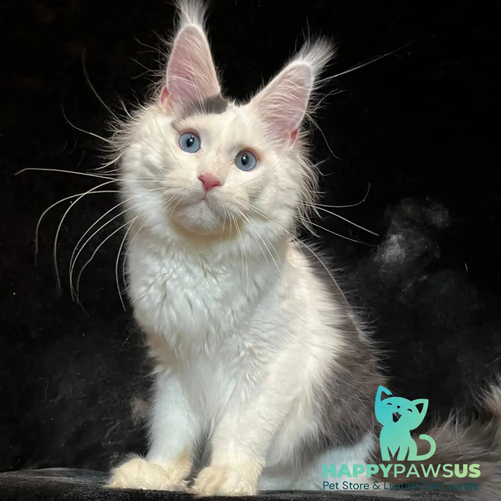 Quartz Maine Coon male black harlequin tabby - live animals