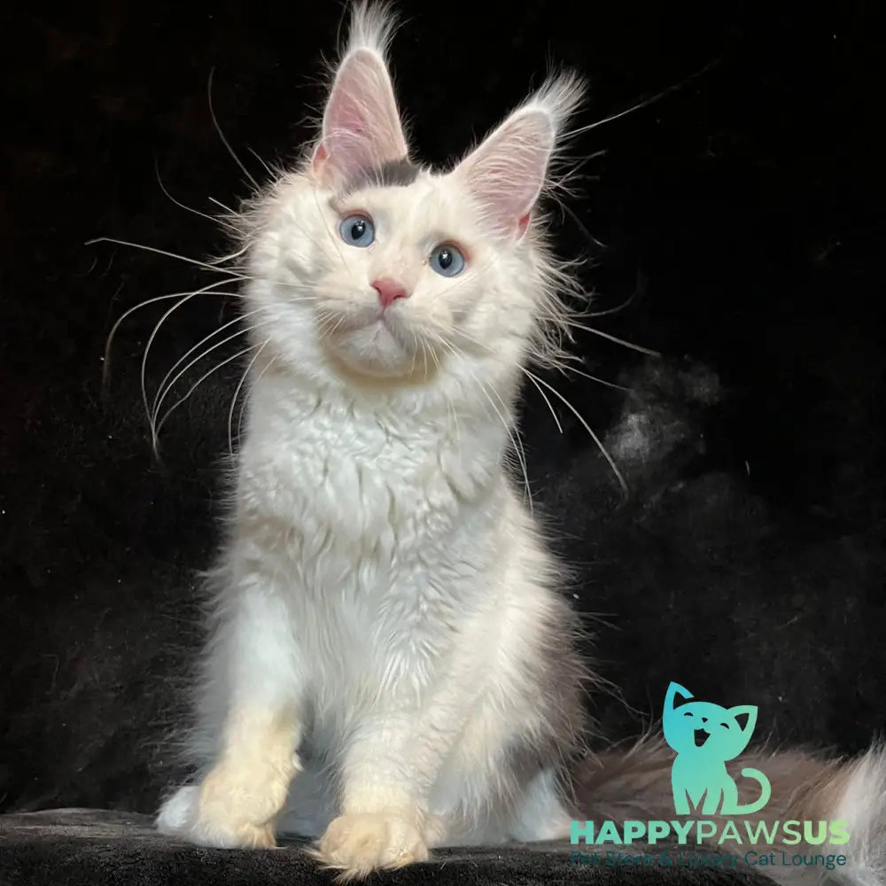 Quartz Maine Coon male black harlequin tabby - live animals