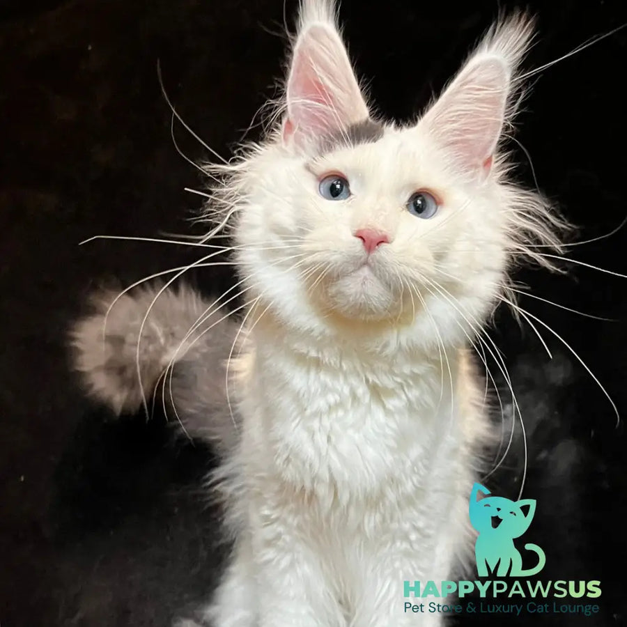 Quartz Maine Coon male black harlequin tabby - live animals