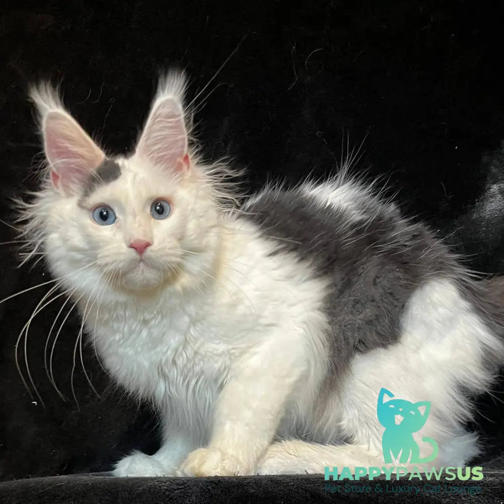 Quartz Maine Coon male black harlequin tabby - live animals
