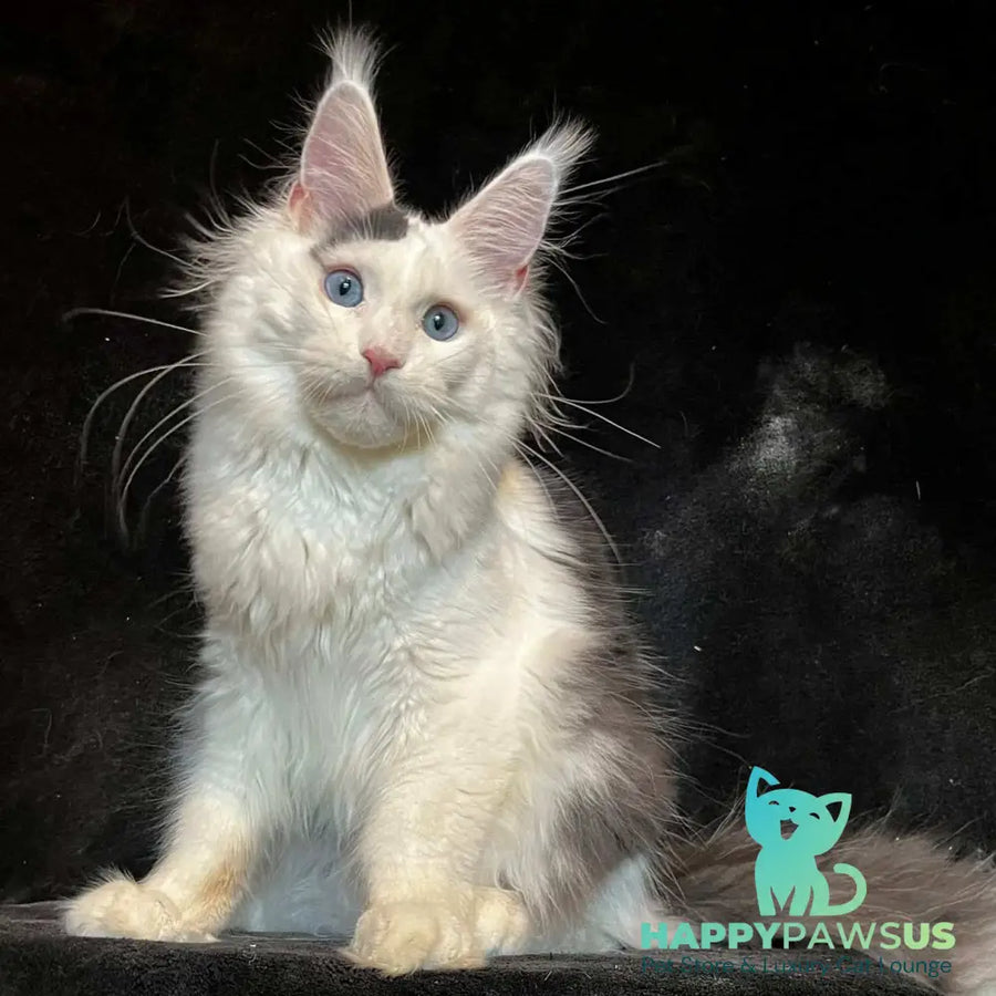 Quartz Maine Coon male black harlequin tabby - live animals