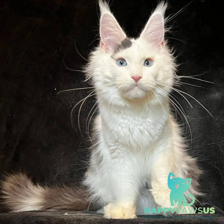 Quartz Maine Coon male black harlequin tabby - live animals