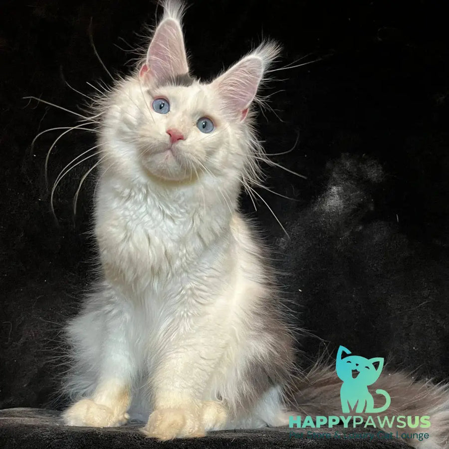 Quartz Maine Coon male black harlequin tabby - live animals