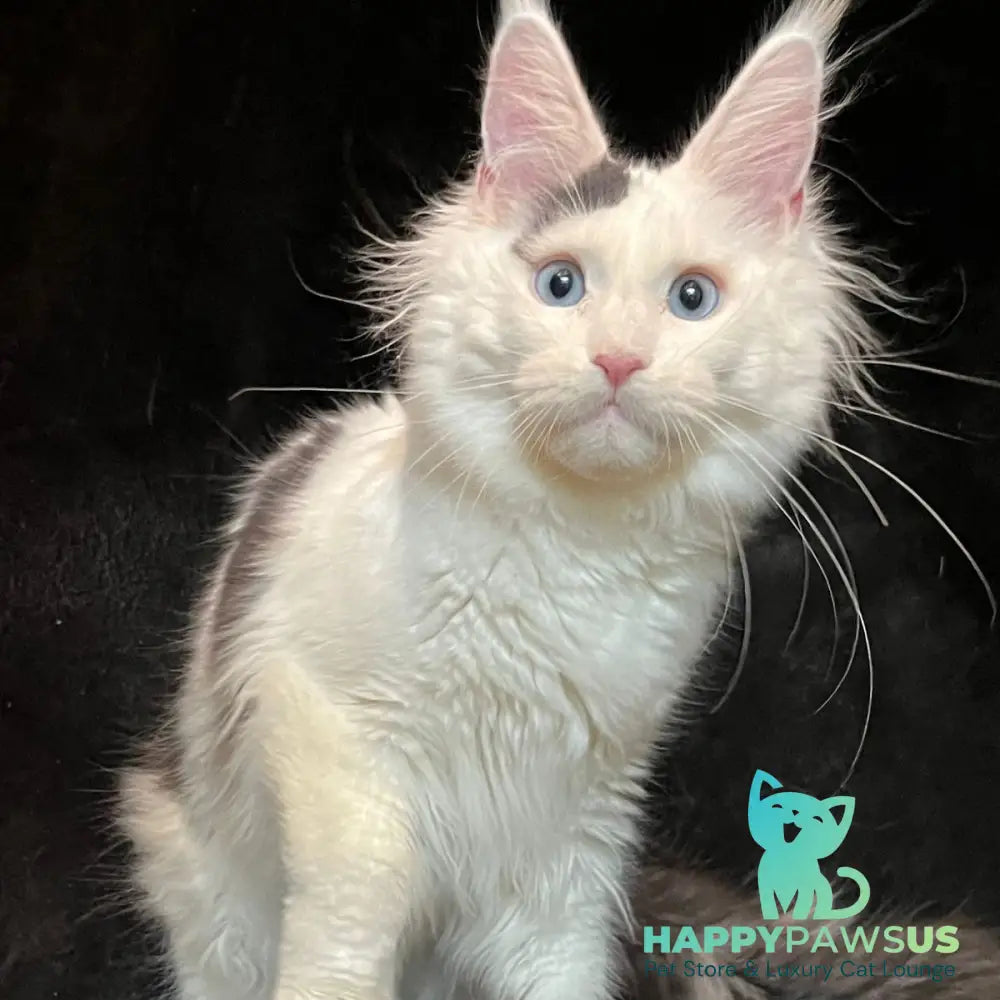 Quartz Maine Coon male black harlequin tabby - live animals