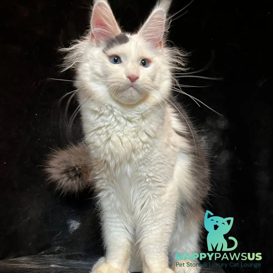 Quartz Maine Coon male black harlequin tabby - live animals