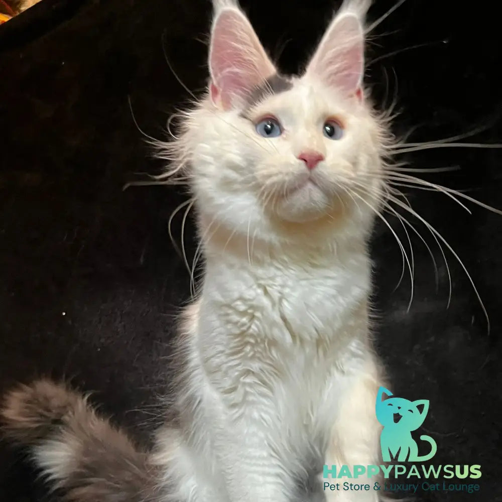 Quartz Maine Coon male black harlequin tabby - live animals