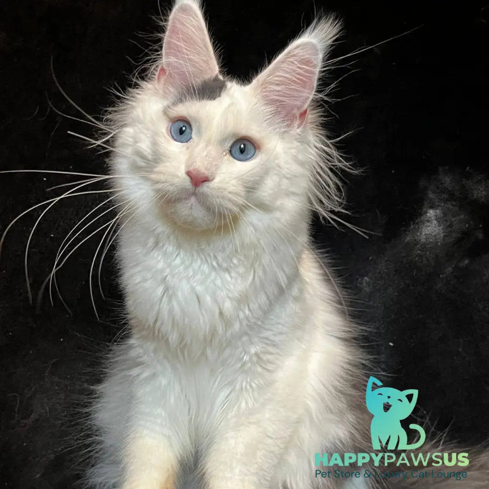 Quartz Maine Coon male black harlequin tabby - live animals