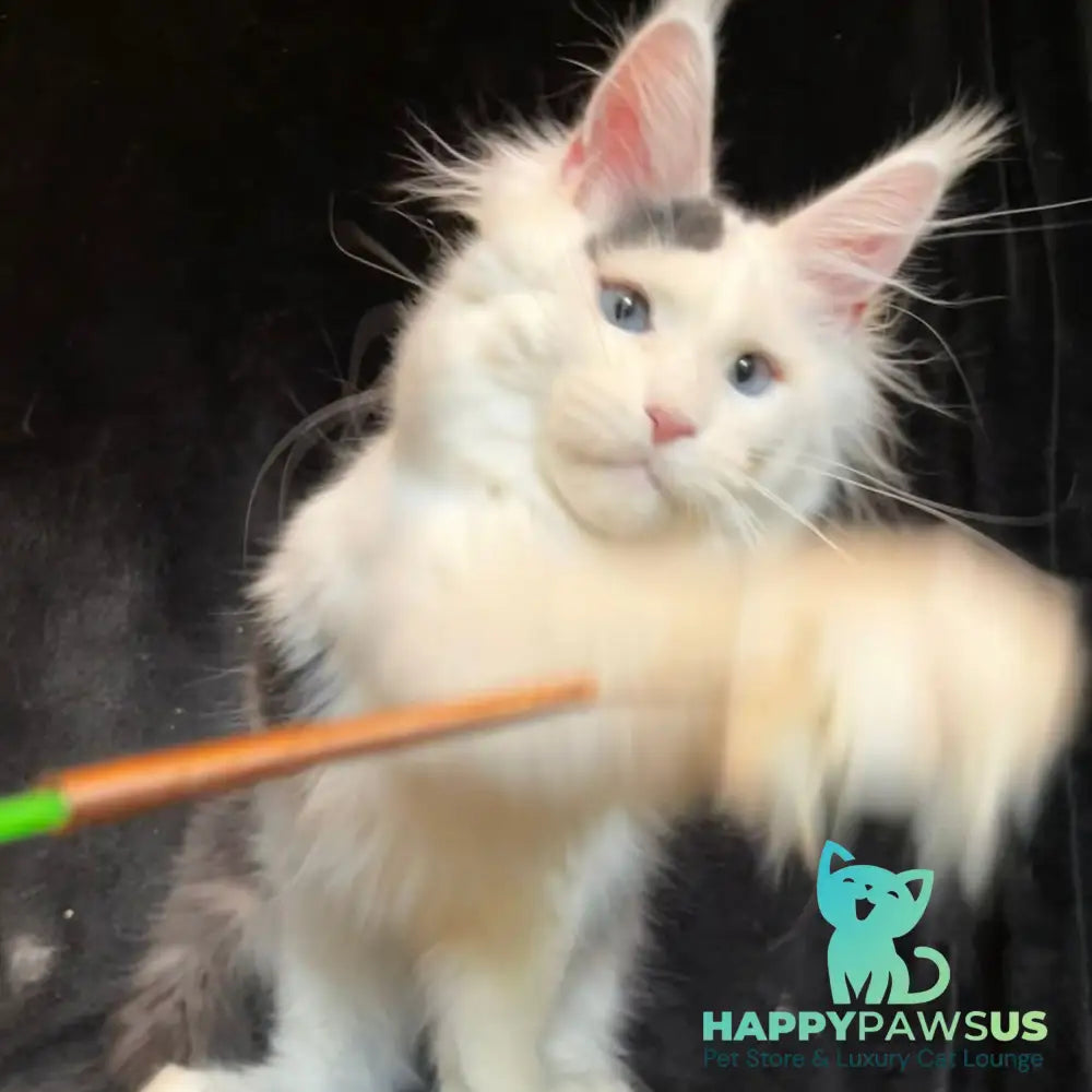 Quartz Maine Coon male black harlequin tabby - live animals