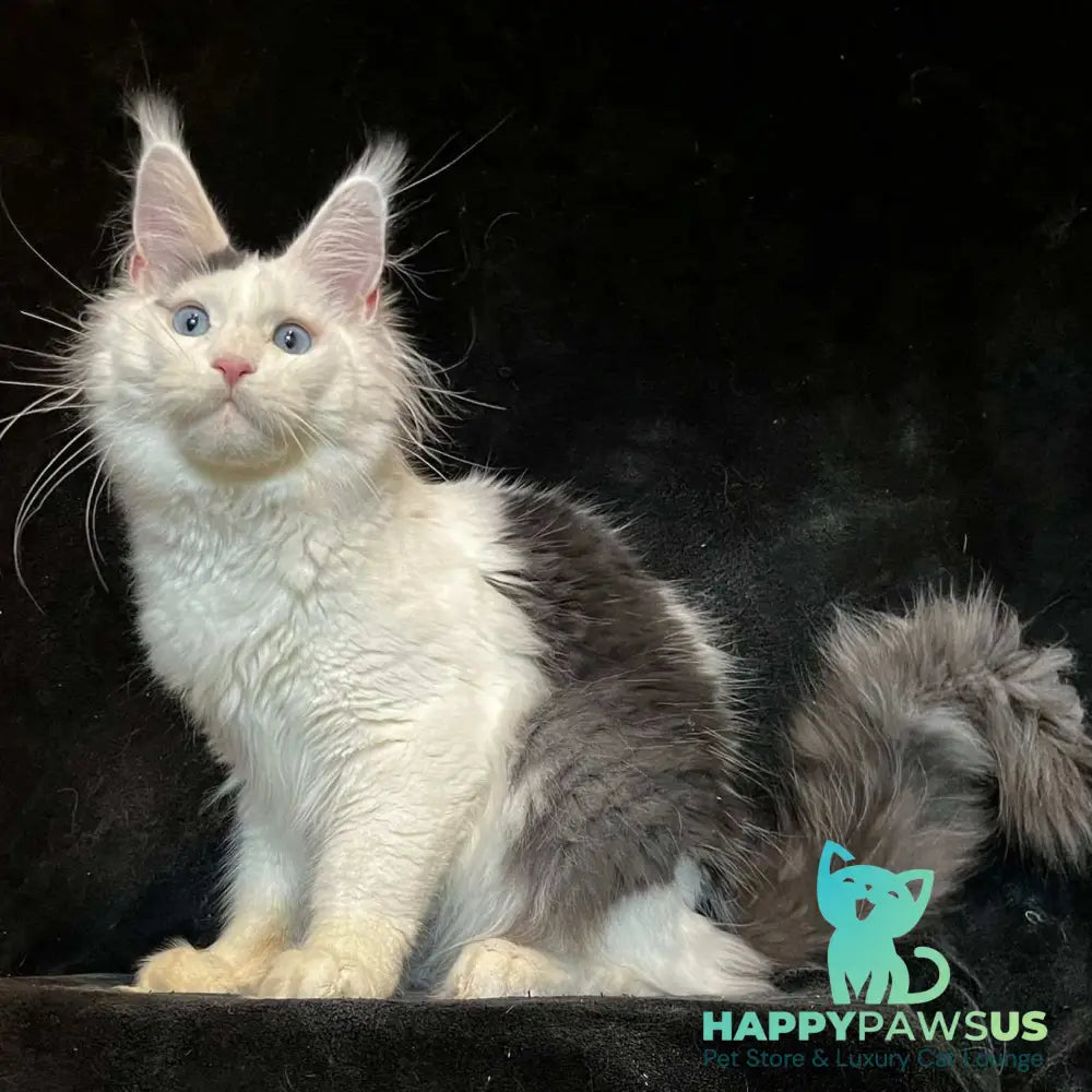 Quartz Maine Coon male black harlequin tabby - live animals