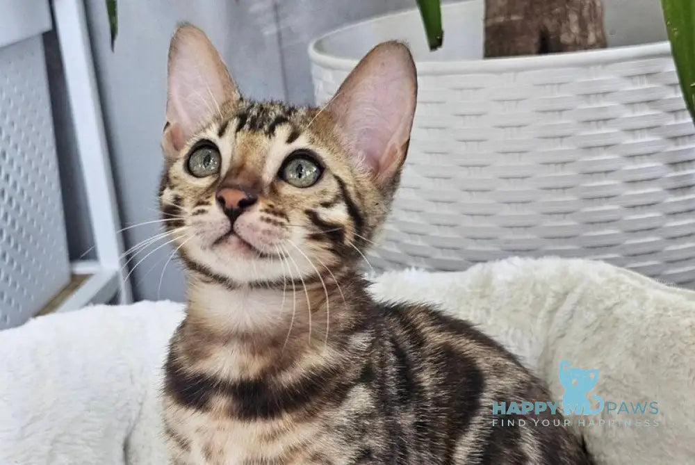 Quasar Bengal male black spotted tabby - live animals