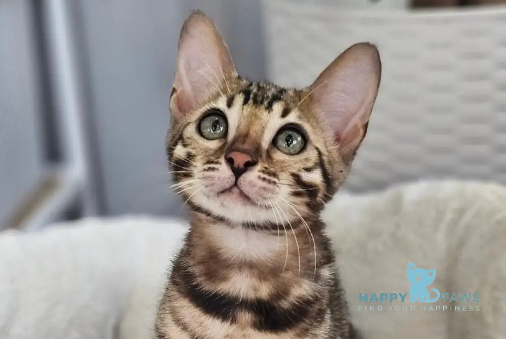 Quasar Bengal male black spotted tabby - live animals