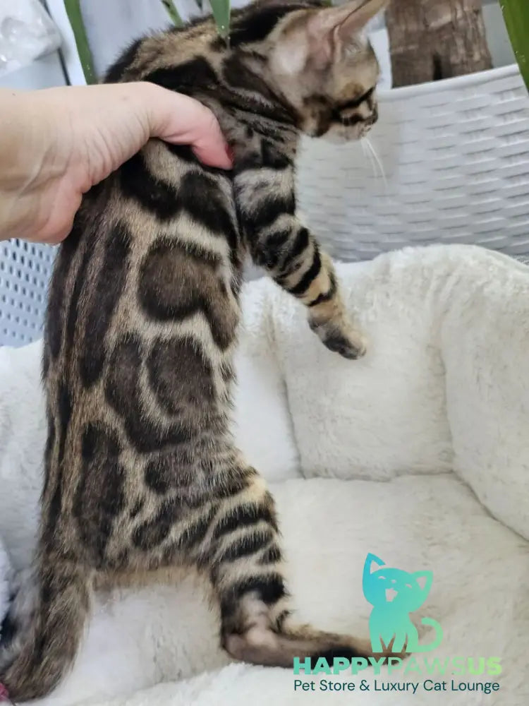 Quasar Bengal male black spotted tabby - live animals