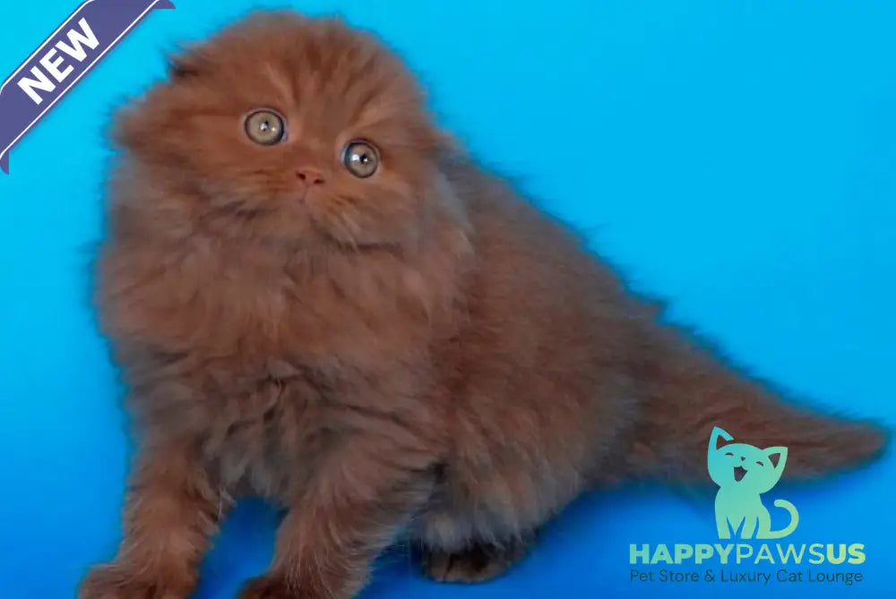 Quasar British Longhair male cinnamon - live animals