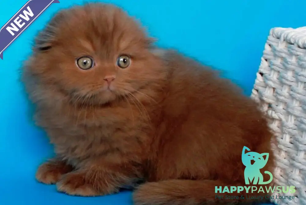 Quasar British Longhair male cinnamon - live animals