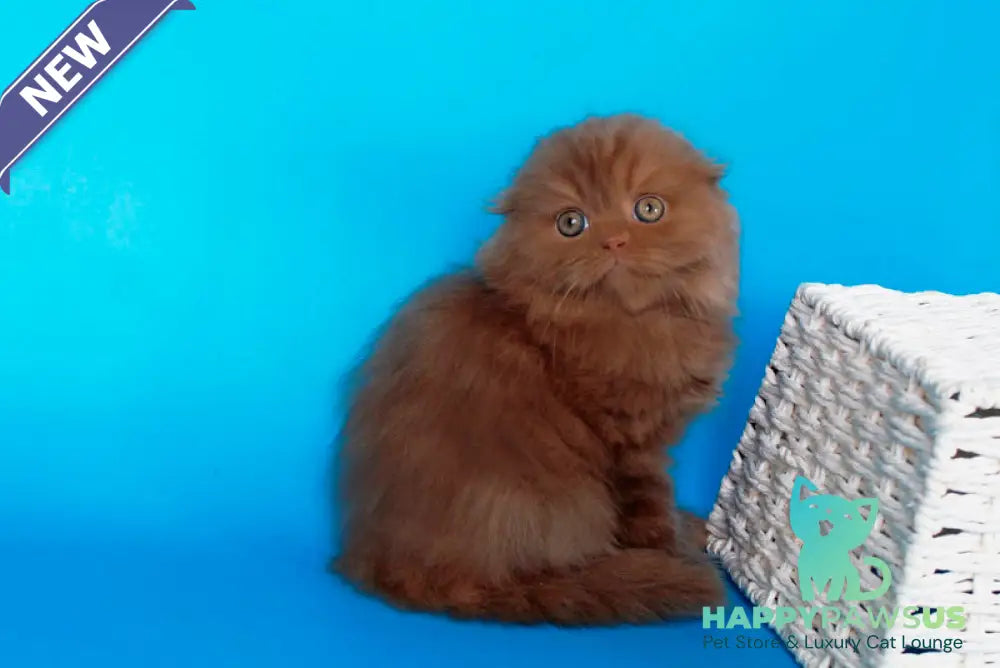 Quasar British Longhair male cinnamon - live animals
