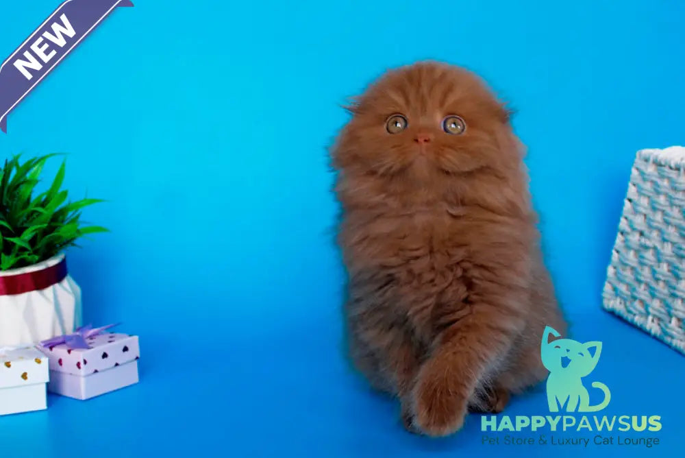 Quasar British Longhair male cinnamon - live animals