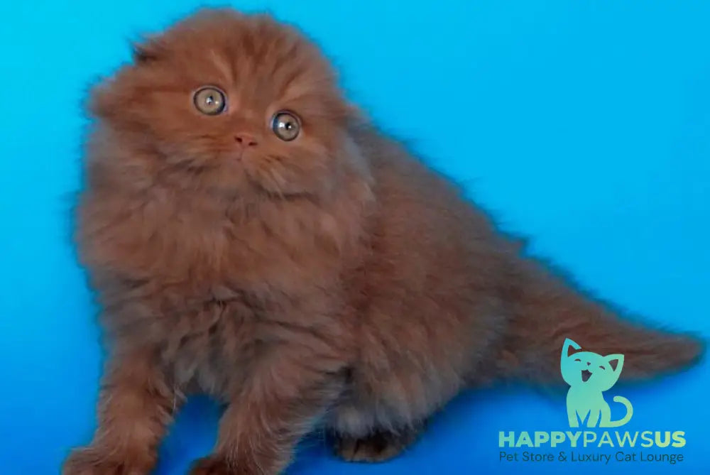 Quasar British Longhair male cinnamon - live animals