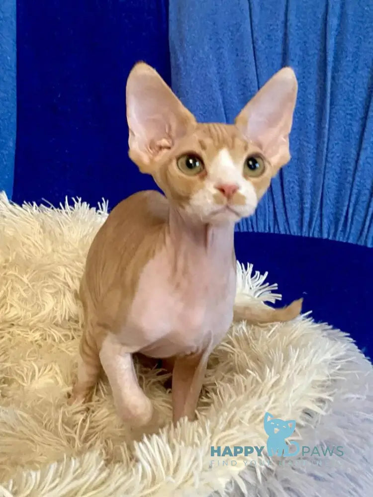 Quasar Devon Rex male red bicolour live animals