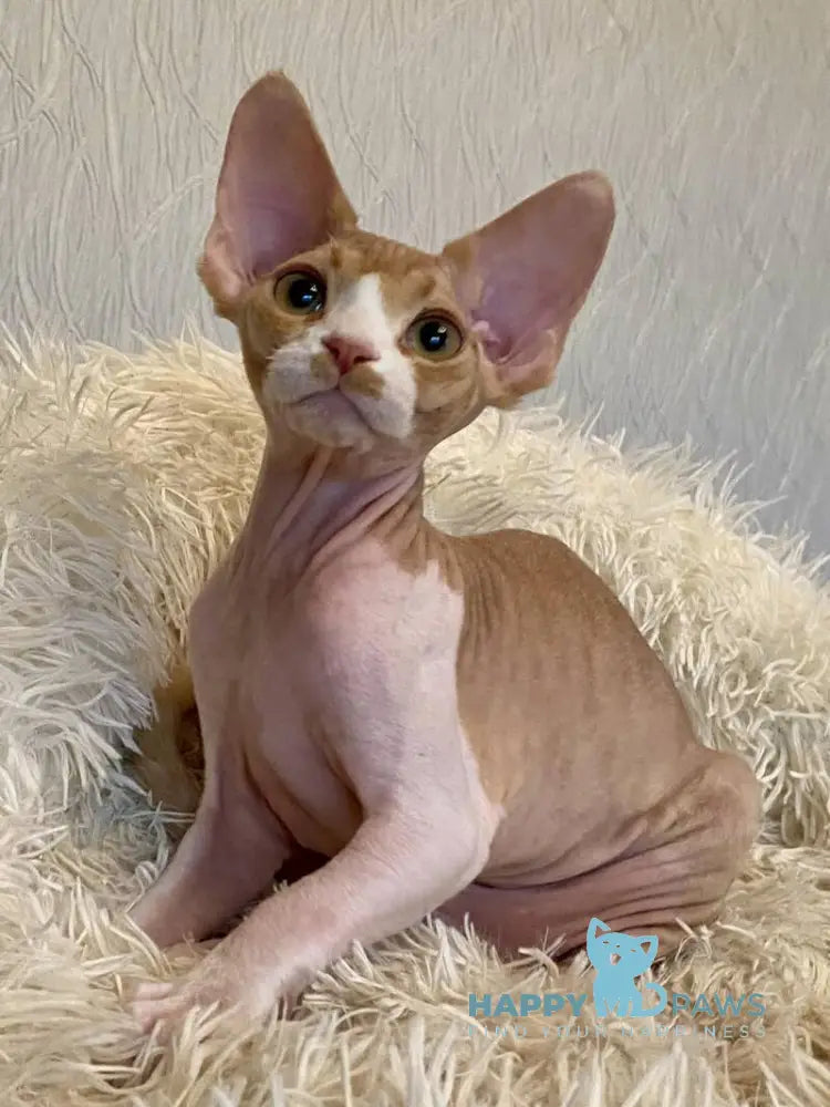 Quasar Devon Rex male red bicolour live animals