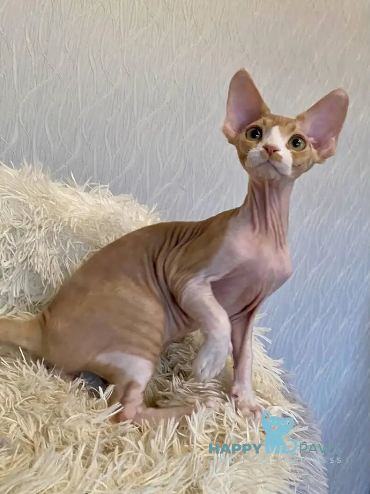 Quasar Devon Rex male red bicolour live animals