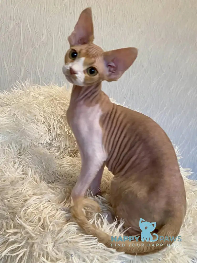 Quasar Devon Rex male red bicolour live animals